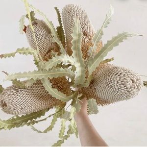 (1) Dried Banskia Stem - Dried Flower